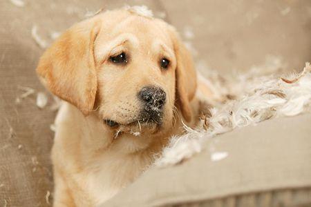 我们以为无关紧要的9件事，可能会让狗狗少活好几年，你中了几件？