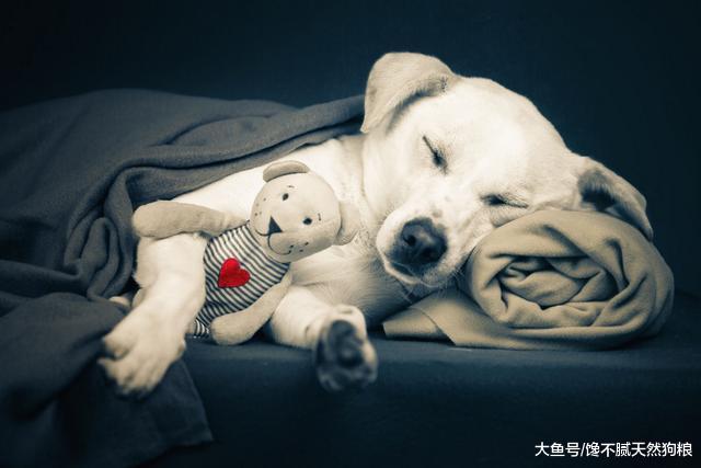 如果狗狗睡觉时有这4个动作，恭喜你，说明它认你这个主人