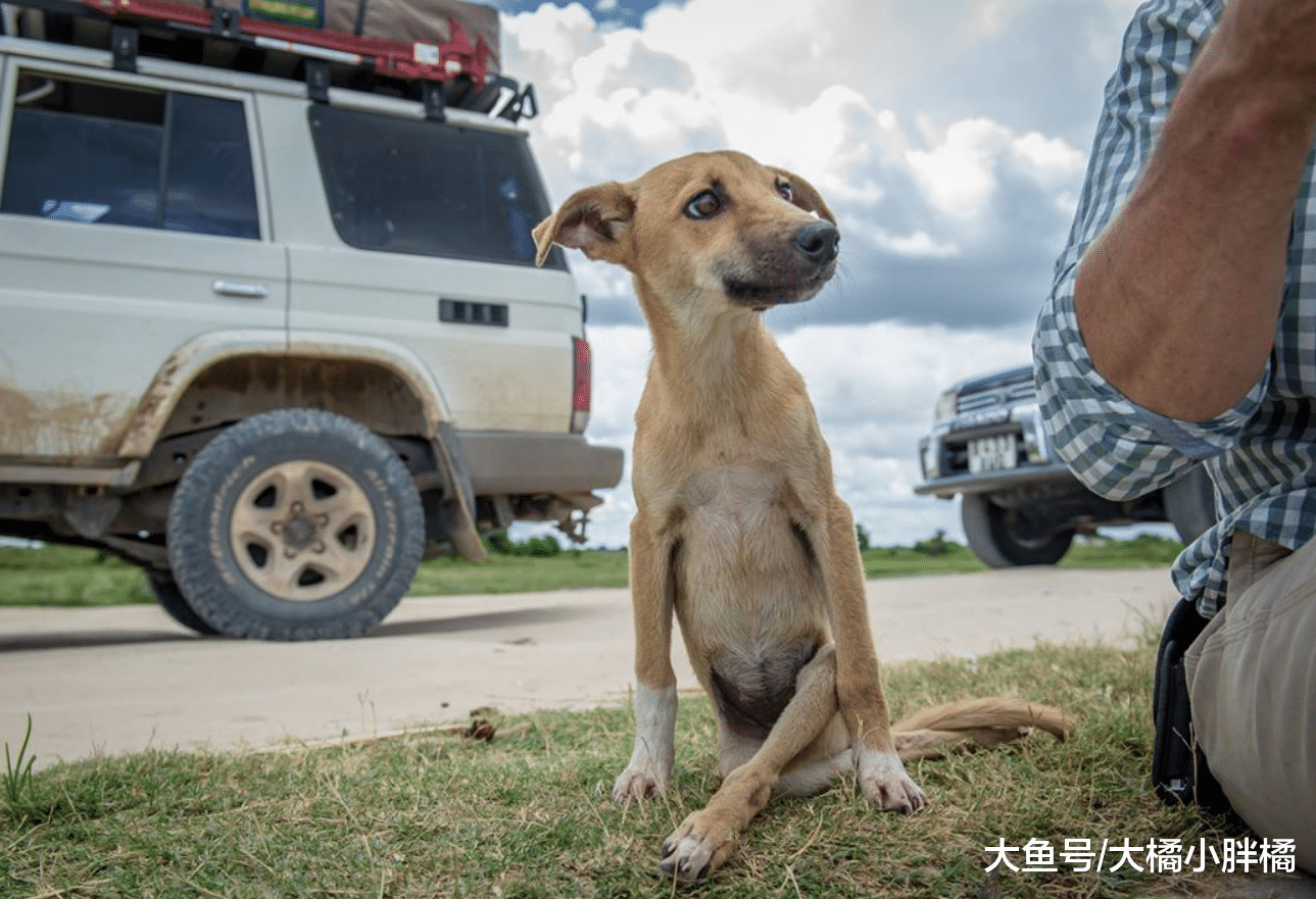 流浪狗后腿瘫痪身陷险境，周围尽是狮子鬣狗，狗：我死也要爬出去