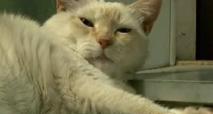 加拿大一猫咪大战7只比特斗牛犬, 网友: 这么牛逼的吗?