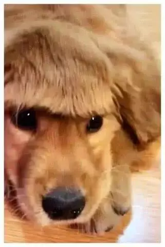 主人嫌理发店太贵，选择在家给金毛做造型，出门后路人笑出鼻涕泡