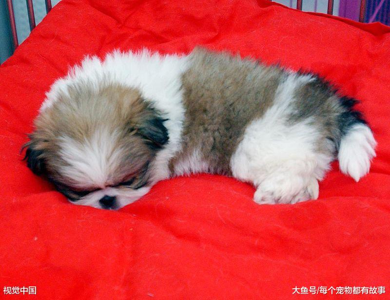 我们怎么判断狗狗喜不喜欢我们呢，我们又要如何养好一条狗呢