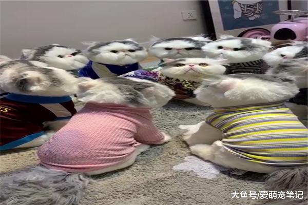 加菲猫爱捣乱怎么办？主人想了个“馊主意”，喵：不怂要被群殴啊