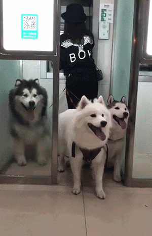 听说带狗取钱很霸气，网友试了一下，却发现……