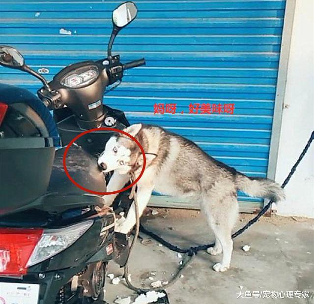 男子把二哈系在路边，忙完出来一看，差点要七窍生烟