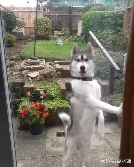 网友带二哈回了趟农村变了，朋友好心提醒：你这哈是不是一只猴子