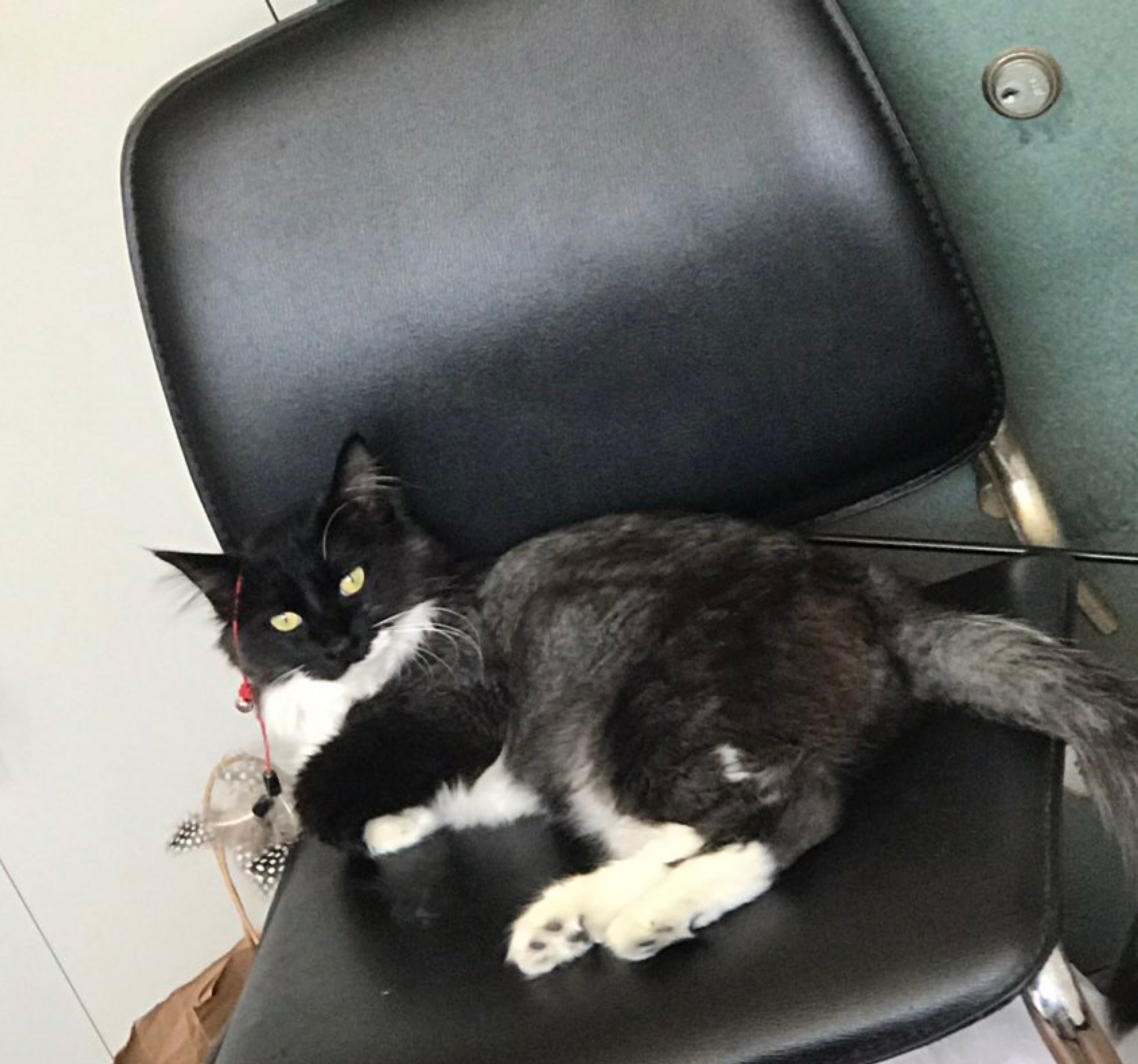 黑猫警长每天都要这样监督铲屎官工作！实在太虐了，感受下…