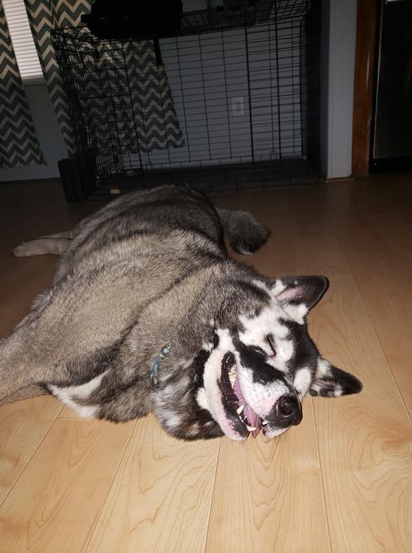 秋田犬患罕见疾病，脸上毛色变白，延误了五个月治疗导致狗狗去世