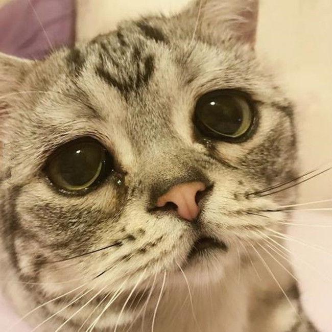 美国忧郁短毛猫, 表情萌哭了, 照片发上网瞬间吸粉百万
