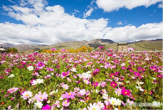 19年惹不起的4个生肖，喜事缠身，买房又买车，生肖羊上榜了！