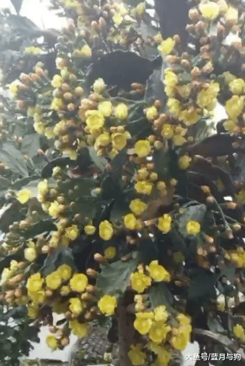 小伙十年前种下一棵仙人掌，现在有人出2万购买，回家后不淡定了