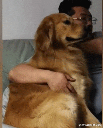 楼下母猫不见了，金毛哭的稀里哗啦，泪水流出来那刻让人心疼！