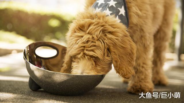 狗狗吃干粮好，还是吃湿粮好？其实混着吃狗狗更喜欢