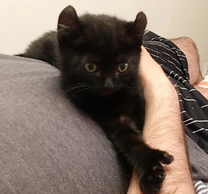 小猫独特的外表不受待见，因锲而不舍的精神，获得“偶像”喜欢