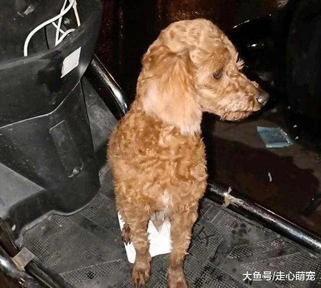 老年泰迪流浪街头, 好心男子带其回家, 要陪它度过余生