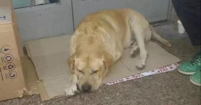 生离死别，医院破例让狗狗来和主人做最后的道别...场面令人动容！