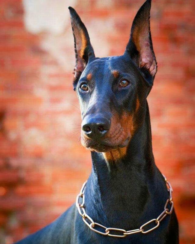 小女孩被凶猛大狗咬住，妈妈走近发现，欠狗狗报答不完的恩情