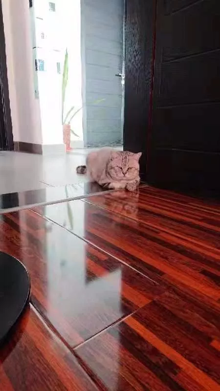 大头猫咪天生爱吃醋，一早起身就霸占主人的大腿不让另外两只猫咪靠近