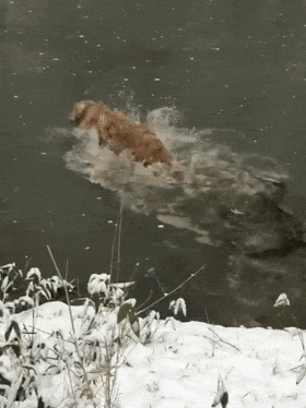 金毛回鄉下過年，跳河里玩耍，狗：好嗨啊，感覺狗生到達了巔峰…