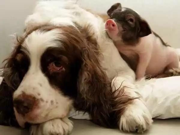 狗的社交能力有多强？看完它们的朋友，网友：在下服了！