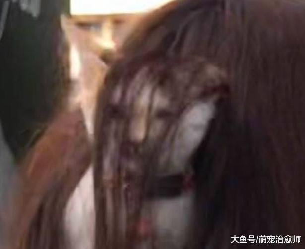 網友出門逛街時，發現前面女生肩上有只貓，臉都被頭發遮起來了！