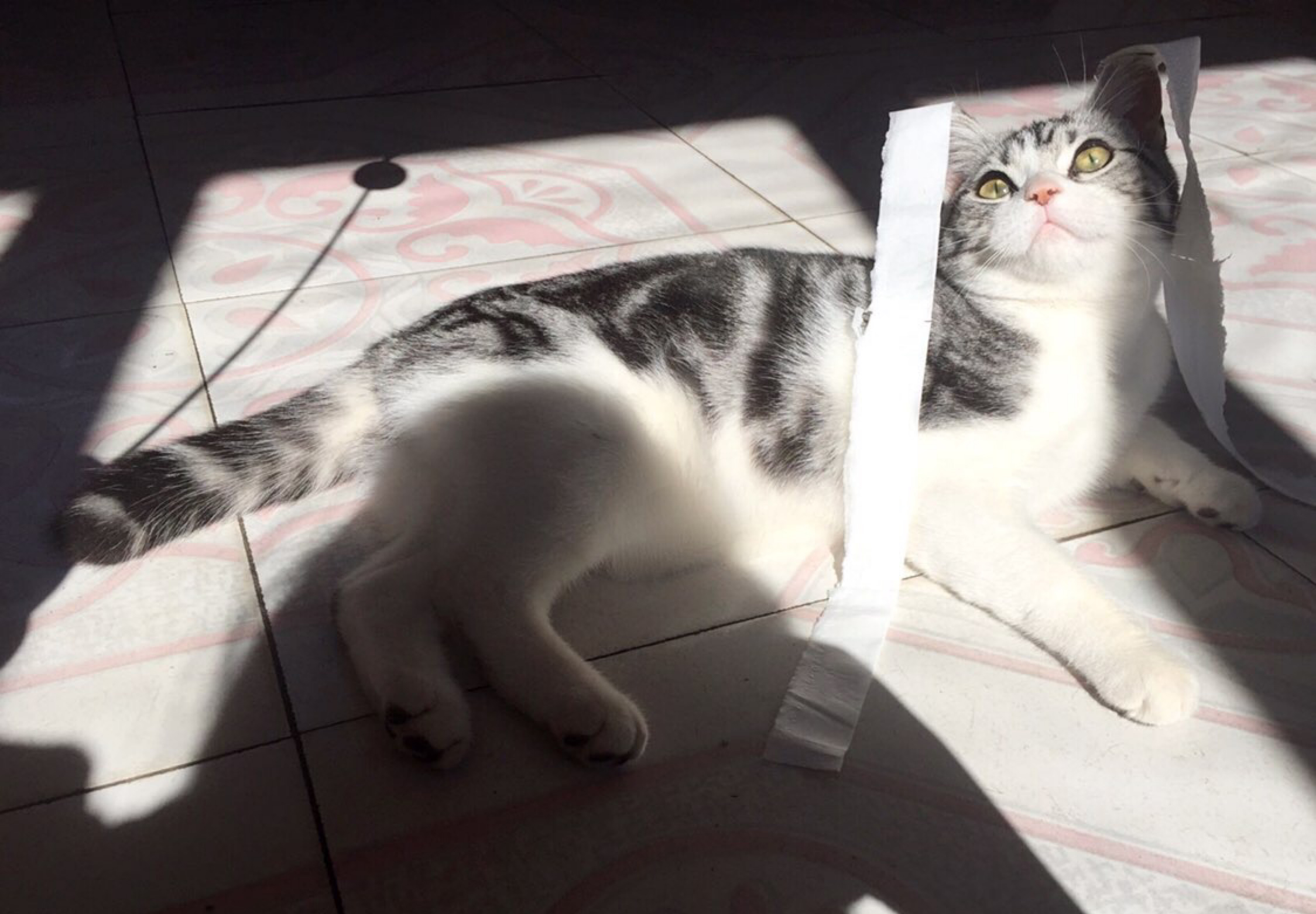 5条要有猫的理由！太真实了，让你对猫有了重新认识……