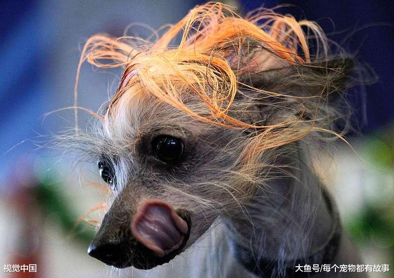 狗狗生病时的症状以及如何照顾，养狗并不轻松，大家要想好再养