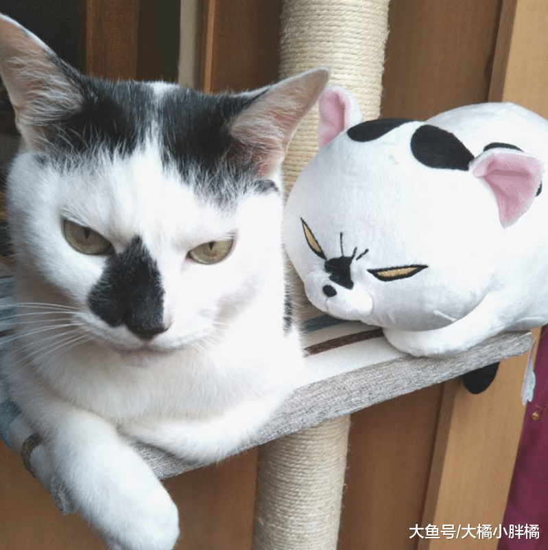 宠主给爱宠送两公仔，狗狗很开心，猫咪则很不爽：我有那么凶吗？