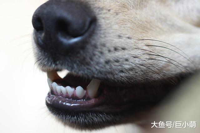 停止做这5件事，不然狗狗会误会，以为你不爱它了