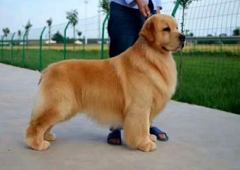 做游戲一種可以和金毛犬更貼近的相處方法