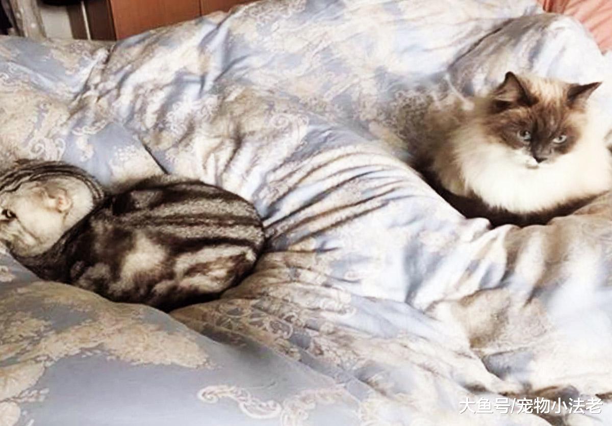 都喜欢用生姜防止猫咪“秃头”？你这样做，只会让猫咪越来越秃！