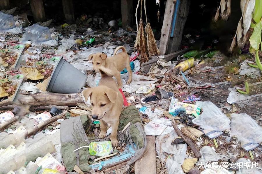 家中狗粮无故消失，“小偷”竟是儿子，母亲得知真相后感动不已