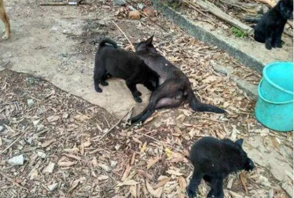 狗贩子清晨下手偷狗，主人发觉后奋力追赶，追回时却抱头痛哭