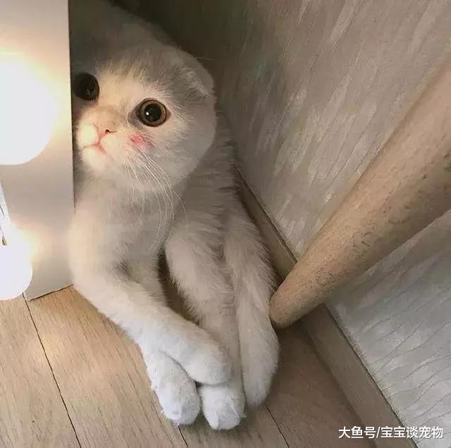 化了妆的猫，就像化了妆的女人一样不可信！