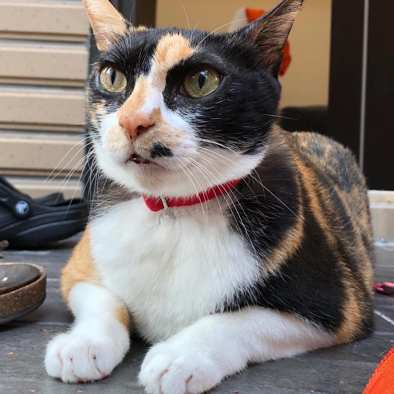 女大学生捡到流浪猫，学长嫌丑拒绝收养，几年后结局神反转