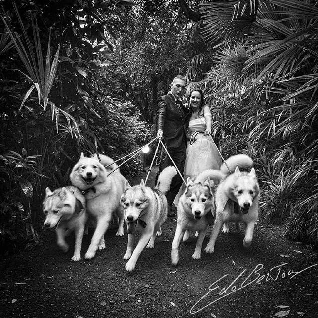 哈士奇生了一群小二哈，全部都带出门遛，场景是这样的！