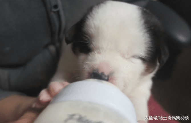 小二哈因长得“丑”被遗弃，妹子领养几天后，萌化主人的心