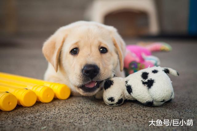 其实狗狗也看得懂电视，但狗狗看到的画面，和人看的不一样