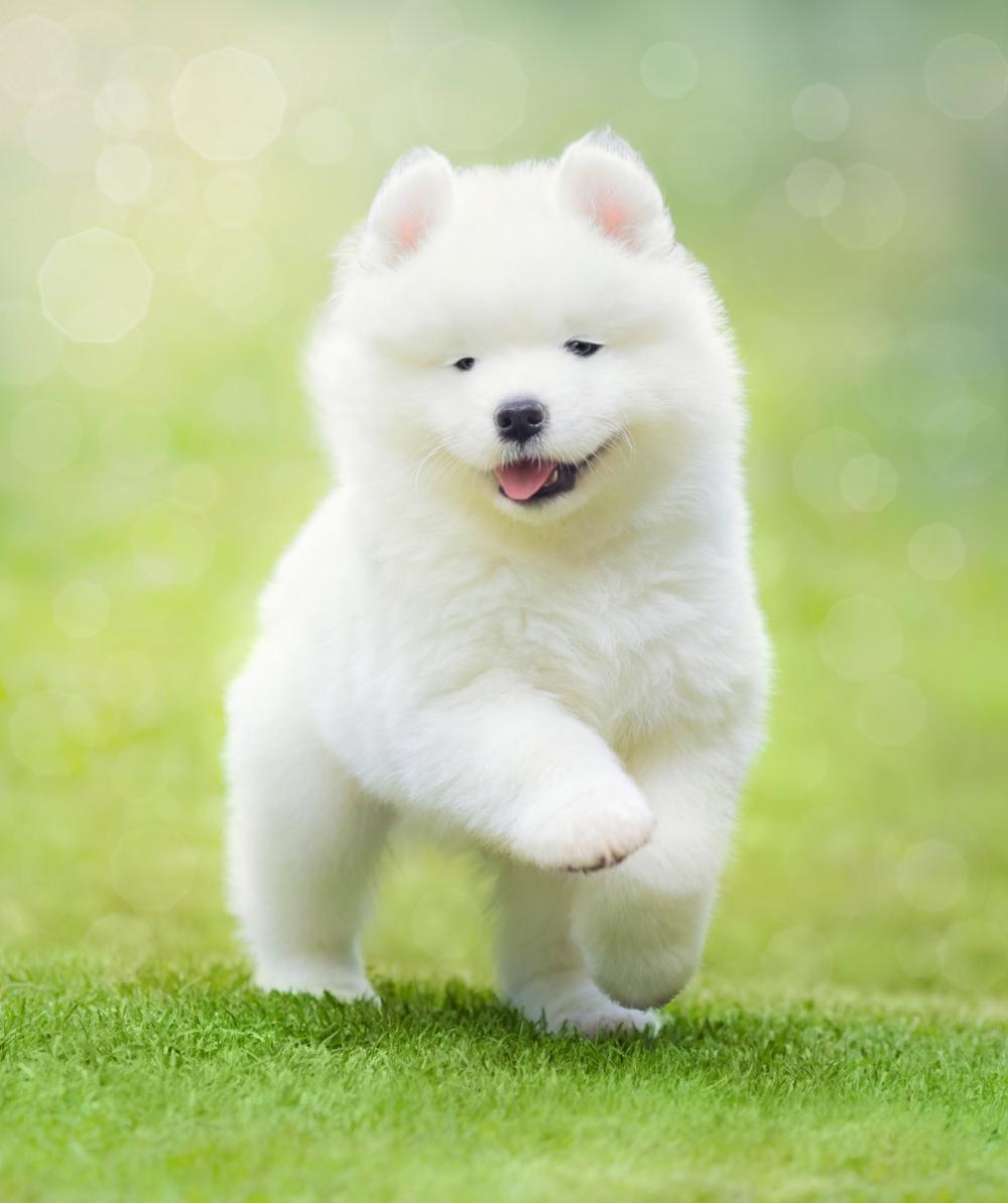 你知道上班族应该怎么照顾狗吗? 教你几招, 上班族也能养好狗