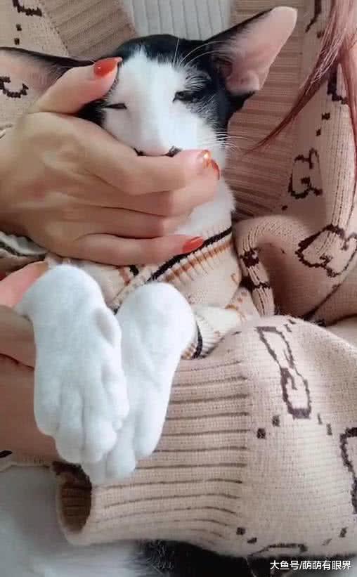 网友说养了只很丑的猫，本来不信，当她手放下的那一刻：日本天皇，是你吗？