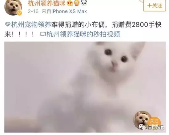 捐赠900块之后，我领养到了一只生病的英短小猫
