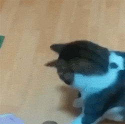 吃饭被打扰，猫咪竟愤然离去，留下铲屎官风中凌乱