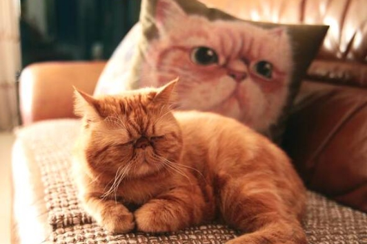 哪些人群适合养猫？在养猫的时候需要注意哪些事情？
