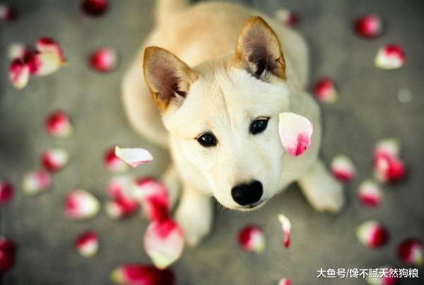 养狗人家里一股狗味？这5种方法，能让你家空气变清新