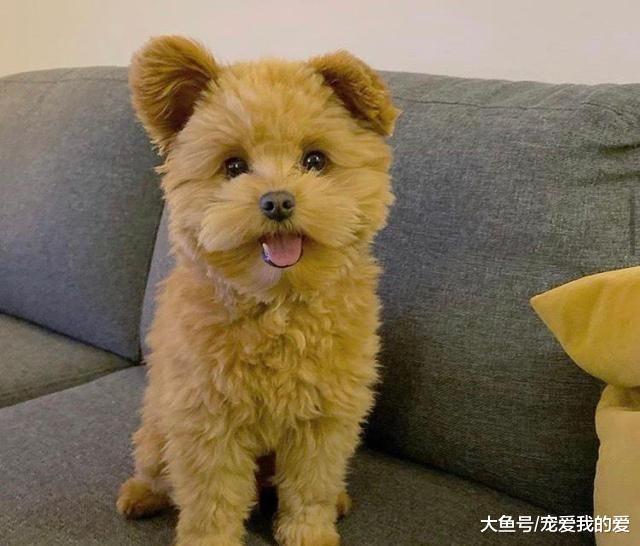 女孩收养了一只串串狗，过了七个月，狗却被人误以为是泰迪熊