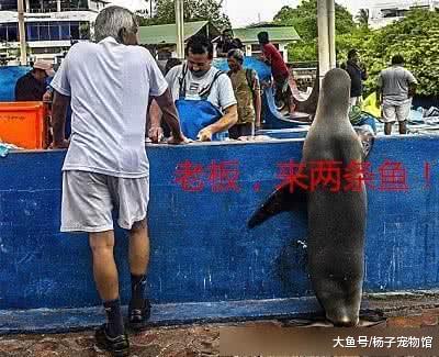 这种动物明明能生撕鲨鱼，却偏偏喜欢卖萌乞讨，让人哭笑不得