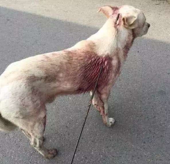 狗狗背著一支箭在街上走，路人以為是惡搞，走近一看情況令人揪心