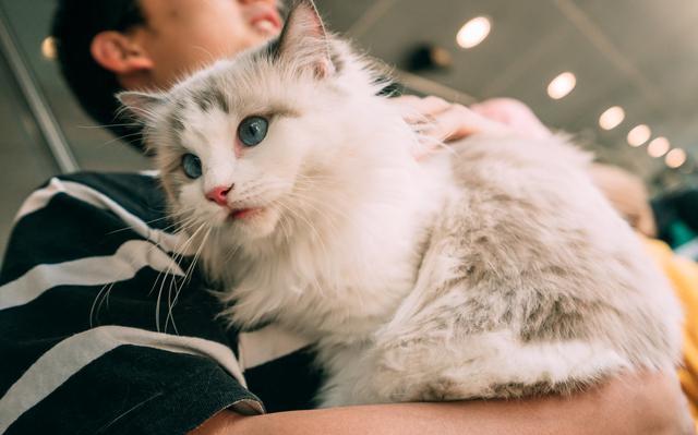 除了贵点，布偶猫其实有这6大优点，难怪那么多人想养