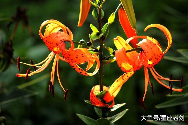 10月份财运上涨，天降财富，有机会咸鱼大翻身的3大生肖！