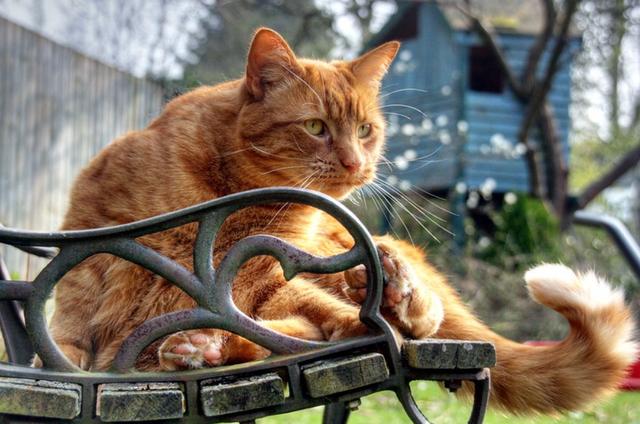 不爱喝水的猫咪容易患这种病，发病早期却常喝水，还难以完全治愈